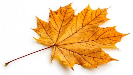 Fototapeta premium Golden Autumn Maple Leaf with Intricate Veins, Isolated on a White Background, showcasing its detailed veins and autumn hues, High-Quality Seasonal Nature Stock Photo
