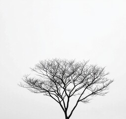 Obraz premium Silhouetted Tree Against White Sky in Minimalist Aesthetic Scene