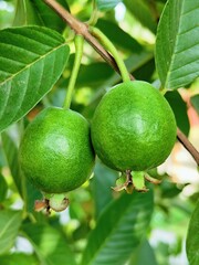 Fresh green guava hanging on its stalk