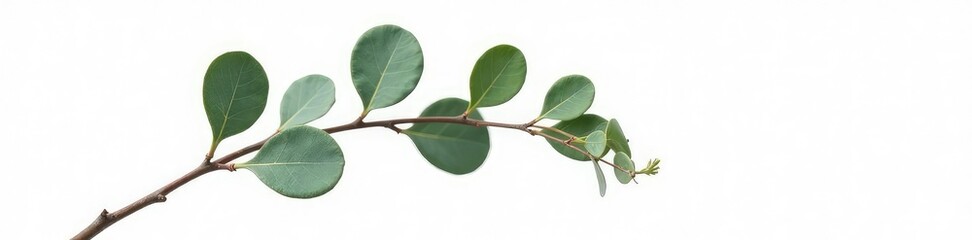 Obraz premium Single eucalyptus branch isolated on white background, eucalyptus, minimalist