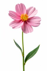 Single flower blooming on white background isolated perfectly, petal, white, solitary