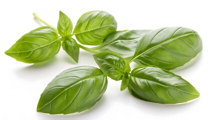 Fototapeta premium Fresh Basil Leaves with a Vibrant Green Color, Isolated on a White Background, known for their vibrant green color and aromatic scent, Professional Herbal Photography