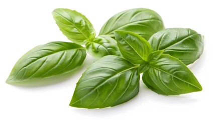 Fresh Basil Leaves with a Vibrant Green Color, Isolated on a White Background, known for their vibrant green color and aromatic scent, Professional Herbal Photography