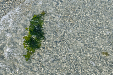 Detail of natural seaweed under water on the coast of Salish sea British Columbia