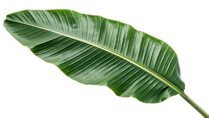 Tropical Banana Leaf with a Rich Green Texture, Isolated on a White Background, adding a tropical and exotic feel, Clean and Bold Botanical Stock Photo