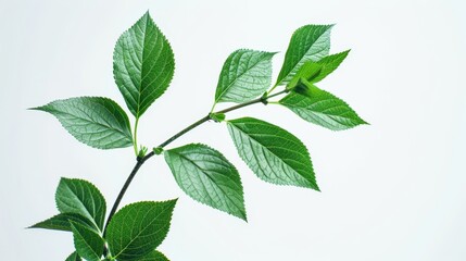 Fototapeta premium A young plant with a few vibrant green leaves, isolated on a transparent white background, showcasing the stages of plant developmen