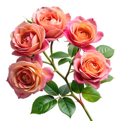 bouquet of roses