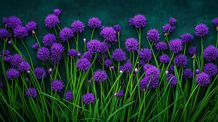 Obraz premium Vibrant Purple Chive Blossoms on a Dark Green Background AI Generated