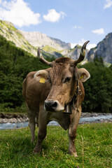 Cow with horns in a pasture. Cow at meadow. Beef cattle in green field. Cow in grassy pasture. Cow in the countryside. Cows graze on summer meadow. Rural landscapes with cows. Cows in a pasture.