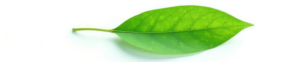 A single large eucalyptus leaf isolated on white background, green, leaf, leaves