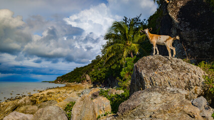 Goat on the coast of a tropical island 