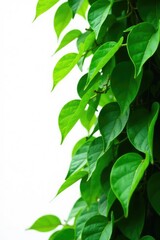 dense foliage green leaves isolated white background, verdant, nature photography