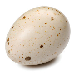 Quail Egg. on Isolated White background