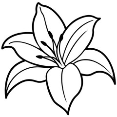  Beautiful lily vector illustration, perfect for floral-themed designs, prints, and digital projects.