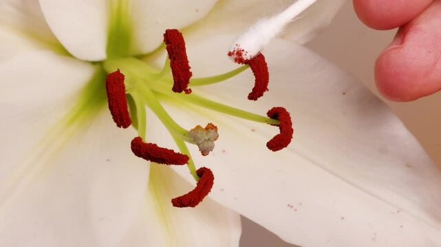 Manual Pollination of Lily Flower with Cotton Swab