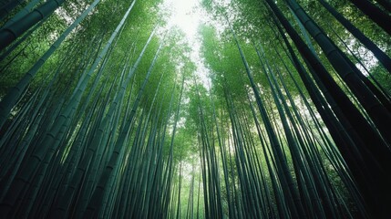 A Dense Forest of Tall Bamboo Stalks