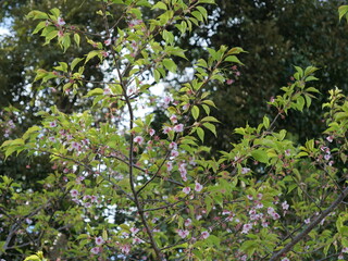 公園の桜の花