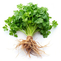 Fresh bunch of cilantro with roots attached