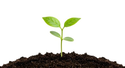 A seedling grows from the ground. Isolated on a white background.
