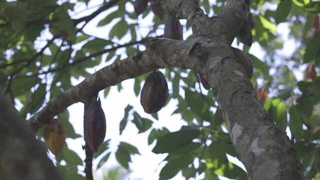 shot of cocoa plantation in the countryside of nagua, dominican republic, c-log 8bit hd video, canon eos R