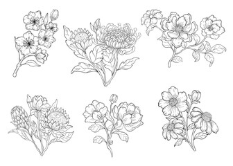Botanical line art vector illustration set isolated on white. Flower black ink sketch. Modern minimalist hand drawn design.