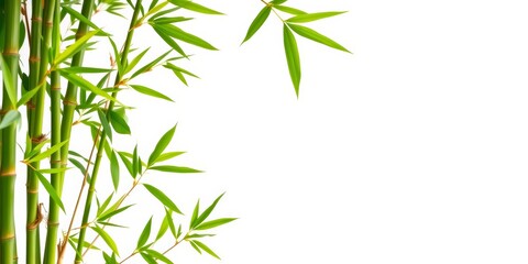 Vibrant green bamboo leaves & shoots border a pristine white backdrop, minimal, element