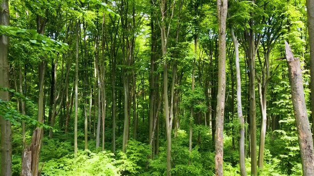 Beech trees at Stuhoasa Reservation, a green heaven at the northeastern border of Romania