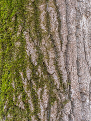 Obraz premium Bark texture and background of a old tree trunk. Detailed bark texture.