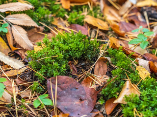 Soft thick moss in the forest is lit by the sun.