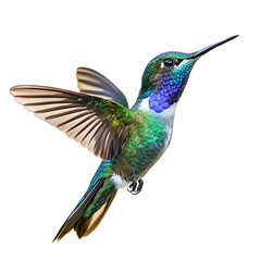 Fototapeta premium A realistic portrait of a vibrant hummingbird hovering in mid-air, isolated on a white background. With iridescent green and blue feathers, a slender curved beak, and rapid, blurred wings, it embodies