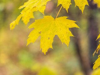 Maple branches with yellow leaves in autumn, in the light of sunset.
