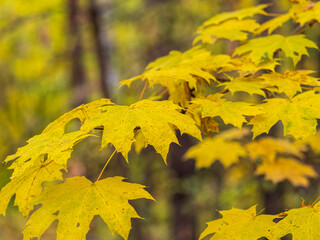 Maple branches with yellow leaves in autumn, in the light of sunset.