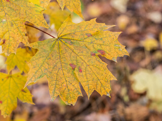 Maple branches with yellow leaves in autumn, in the light of sunset.