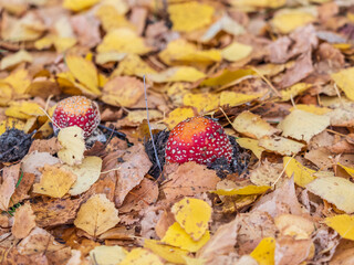 Autumn background. amanita muscaria mushroom in autumn forest. harvest fungi concept. Fly agaric, wild poisonous red mushroom in yellow-orange fallen leaves