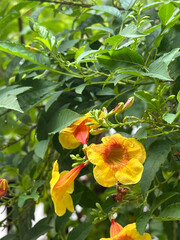 Yellow elder, Trumpetbush, trumpet flower name Scientific name Tecoma stans blooming in garden on blurred of nature background