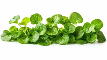 Fresh watercress with delicate, round leaves, isolated on a transparent white background, with a peppery scent 