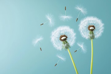 Delicate Dandelion Seed Heads Floating Against Soft Blue Background