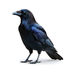 Obraz premium A realistic portrait of a majestic raven standing in profile, isolated on a white background. Its glossy black feathers shimmer with blue and purple hues, complementing its strong beak, intelligent 