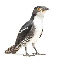 Obraz premium A realistic portrait of a striking cuckoo standing in profile, isolated on a white background. Its smooth gray and white plumage, slender body, slightly curved beak, and piercing yellow eyes create 