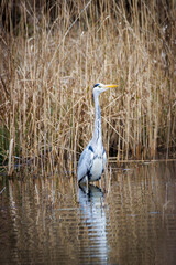 a heron stands in the water and waits for prey
