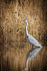 a heron stands in the water and waits for prey