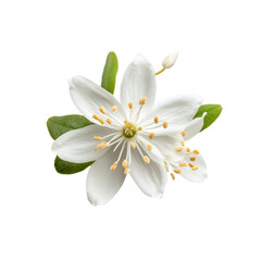 Obraz premium Delicate single slender deutzia flower viewed from above, showcasing its pristine transparent petals and green leaves, Single slender deutzia flower top view isolated on transparent background