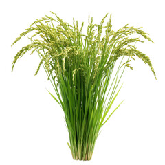 Fototapeta premium Fresh green rice plants isolated on a transparent background showcasing their natural beauty and healthy growth, Green rice plants isolated on transparent background