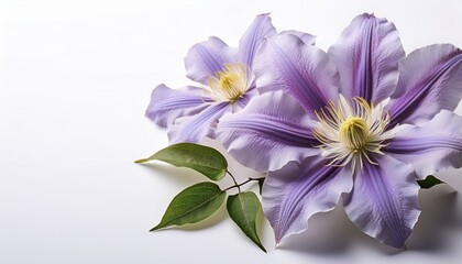 Obraz premium clematis