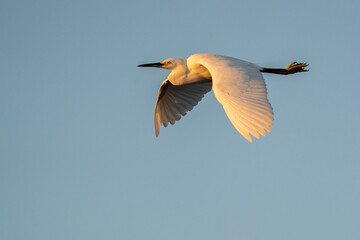 Egret soars in blue sky.