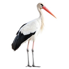 A realistic portrait of a majestic stork standing in profile, isolated on a white background. With sleek white plumage, black flight feathers, long slender legs, a sharp beak, and keen eyes, it exudes