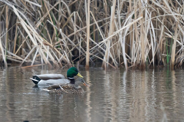 Ducks swimming in water.