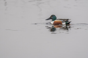 Duck swimming in gray water.