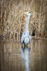 a heron stands in the water and lies in wait for prey