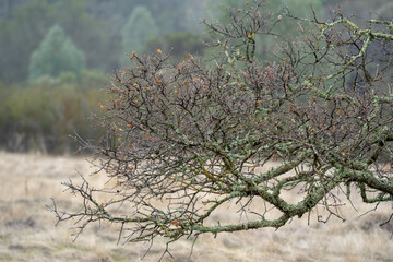 Autumnal tree with lichen.